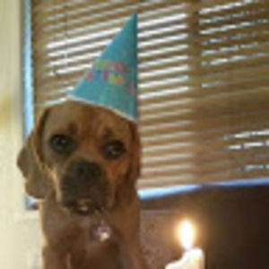 Meet your Posher, Sas